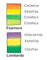 Separación de espinaca y lombarda. Tomado de @biologiayartes